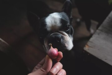 Can Dogs Eat Onion?