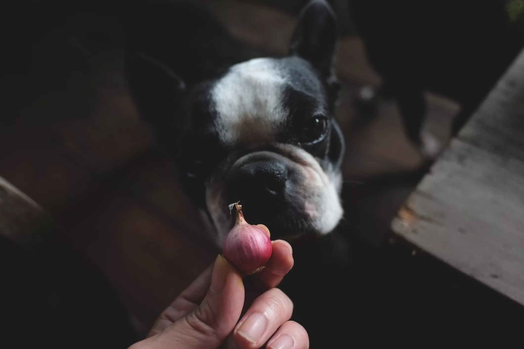 Boston Terrier Sniffing a Shallot