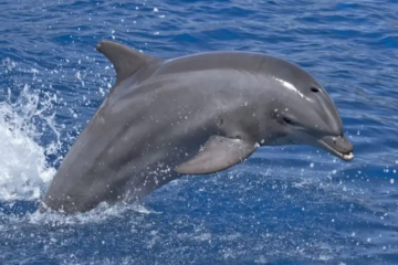 28 Types of Dolphins (With Pictures and Identification)