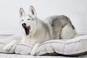 What Does It Mean When My Dog Yawns?