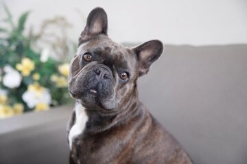 12 Best Brindle Dog Breeds: Explore These Striking Canine Patterns