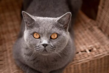 British Shorthair: Cat Breed Profile, Characteristics & Care