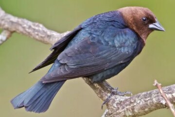 14 Black Birds with Brown Heads (Pictures and Identification)