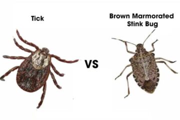 20 Bugs that Look like Ticks (Pictures and Identification)