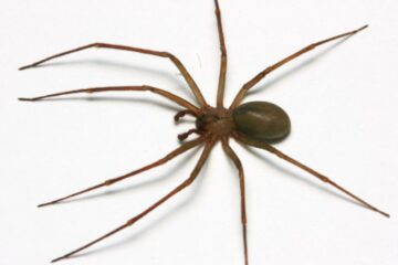 37 Spiders in Arkansas (Pictures and Identification Guide)