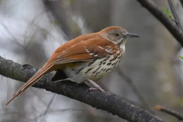 30 Common Birds in Georgia (With Pictures and Identification)