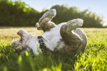 Why Do Dogs Roll on Their Backs?