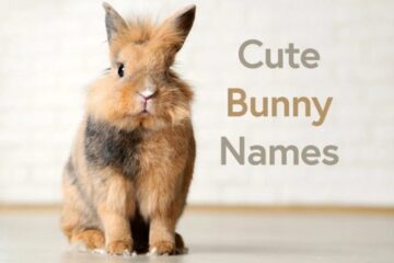 6000+ Cute Bunny Names