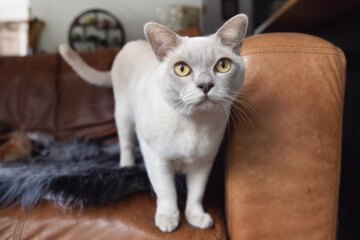 Burmese Cats: Loving Companions with Playful Whims & Rich History