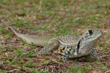64 Lizards in Florida with Pictures (Including Small Lizards)