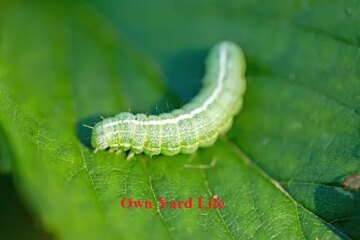 20 Types of Arizona Caterpillars (With Pictures)