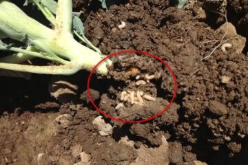 13 Types of Bugs in Broccoli (Pictures and Identification)