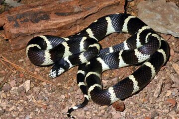 18 Black Snakes with White Stripes (With Pictures)