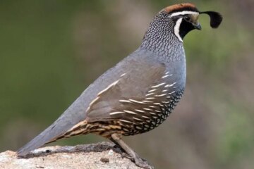 50 Types of Birds in California (With Pictures and Identification)