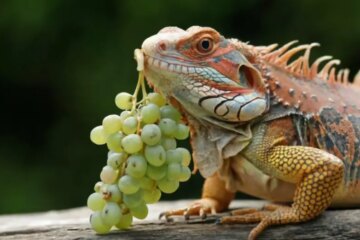 Can Bearded Dragons Eat Grapes? A Comprehensive Guide