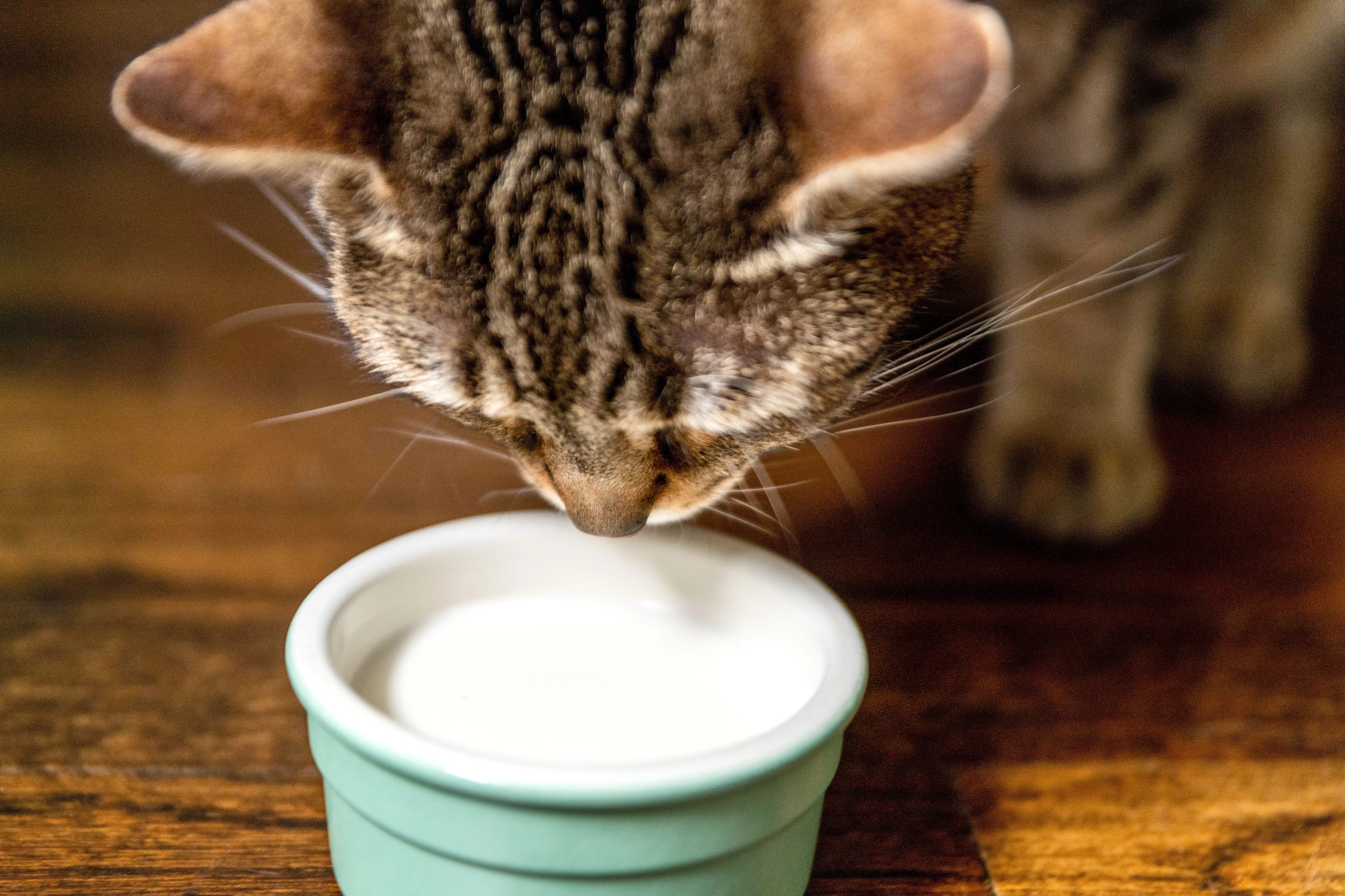 Brown cat looking down at bowl of milk closeup