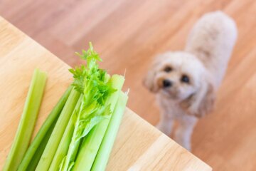 Can Dogs Eat Celery?