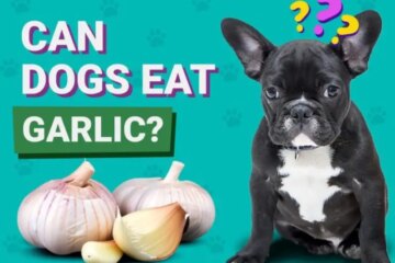Can Dogs Eat Garlic? The Shocking Truth Revealed!
