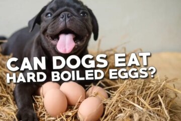 Can Dogs Eat Hard Boiled Eggs? Get the Facts