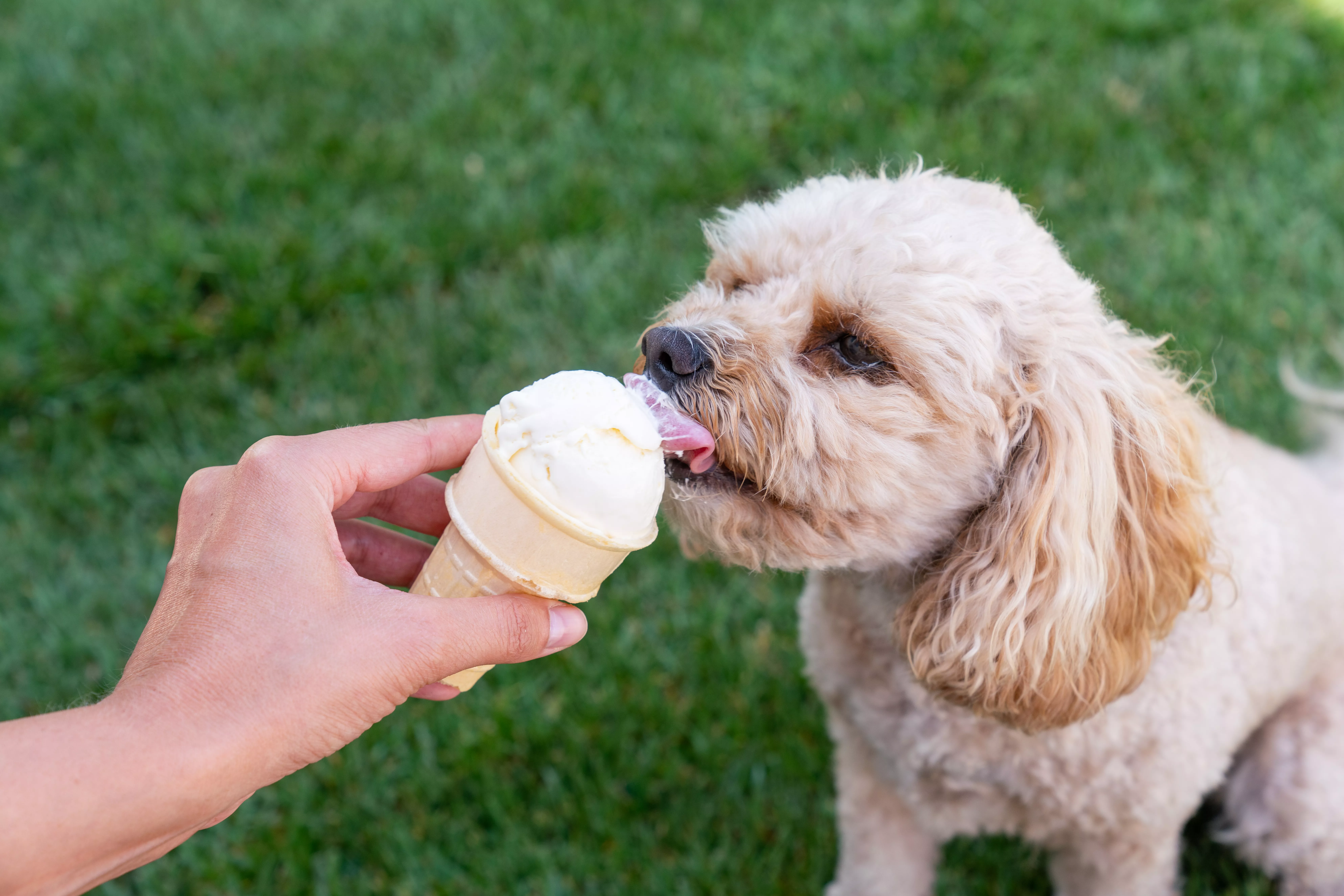 Cream-colored dog eating ice cream out of cone on grass lawn
