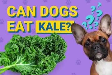 Can Dogs Eat Kale? Vet-Approved Guide on Kale for Dogs