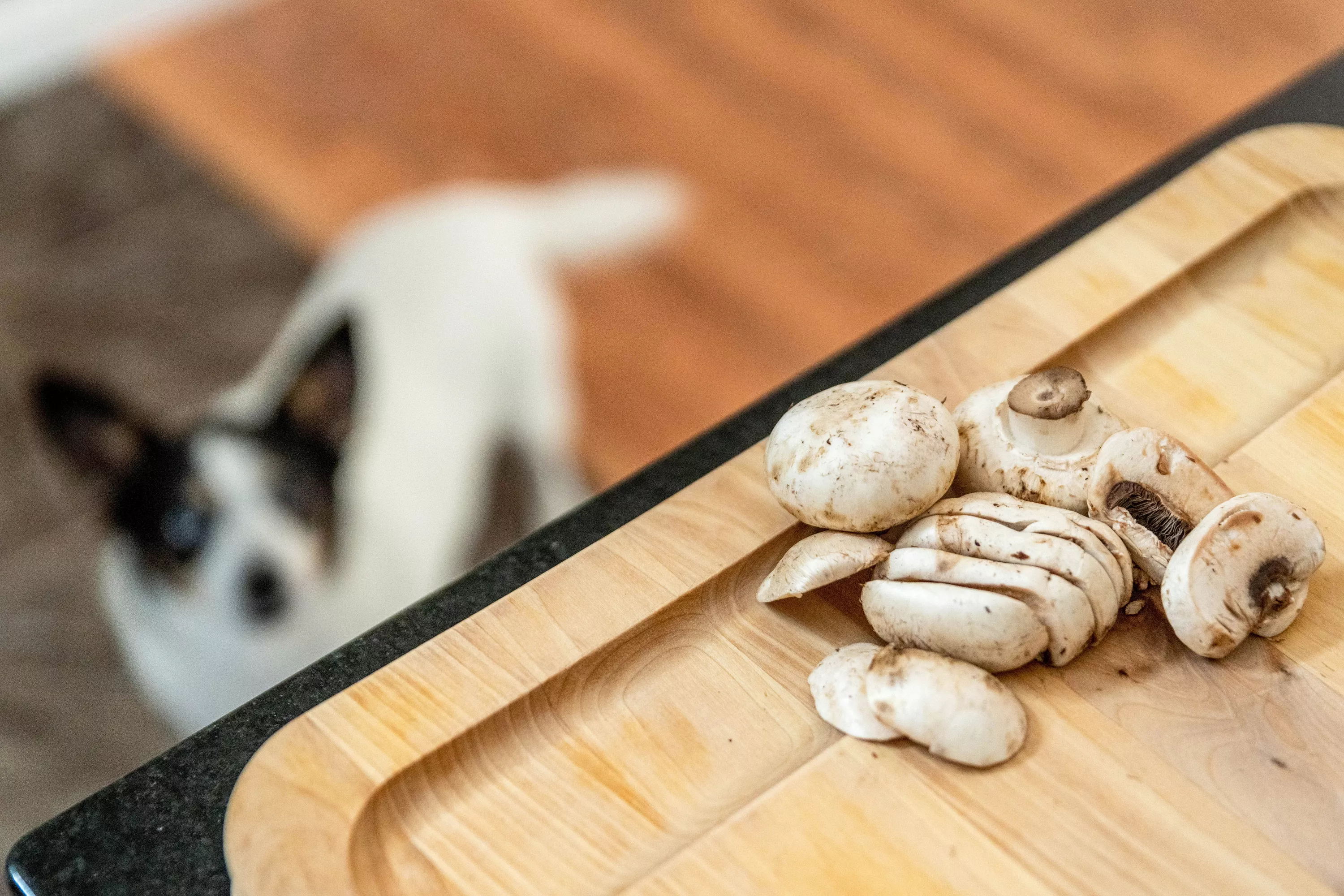 Mushroom pieces on cutting board with dog looking up at mushrooms