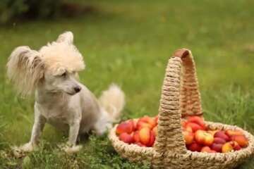 Can Dogs Eat Nectarines? The Truth About This Sweet Treat