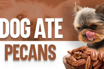 Can Dogs Eat Pecans? What Every Pet Owner Should Know!
