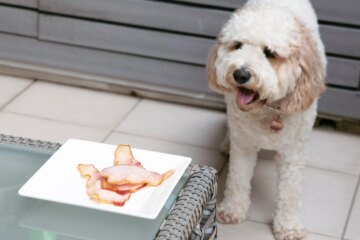 Can Dogs Eat Pork?