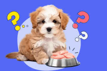 Can Dogs Eat Raw Chicken? What You Should Know
