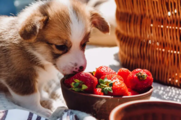 Can Dogs Eat Strawberries? A Complete Guide for Pet Owners