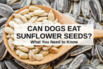 Can Dogs Eat Sunflower Seeds? The Truth Behind This Treat