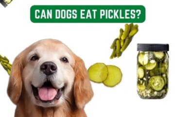 Can Dogs Have Pickles? Everything You Need to Know