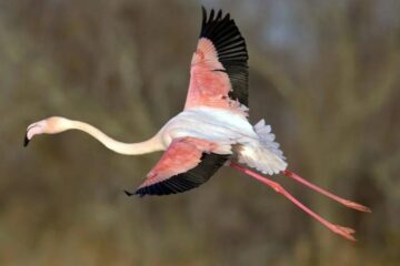 Can Flamingos Fly? The Truth About Their Surprising Flight Abilities