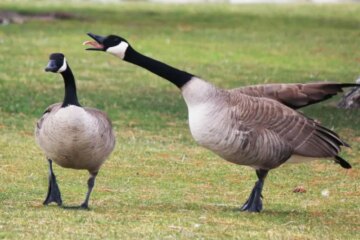 12 Species of Geese in Texas (With Pictures and Identification)