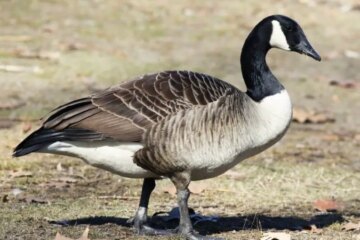 12 Geese in Oregon (With Pictures and Identification)