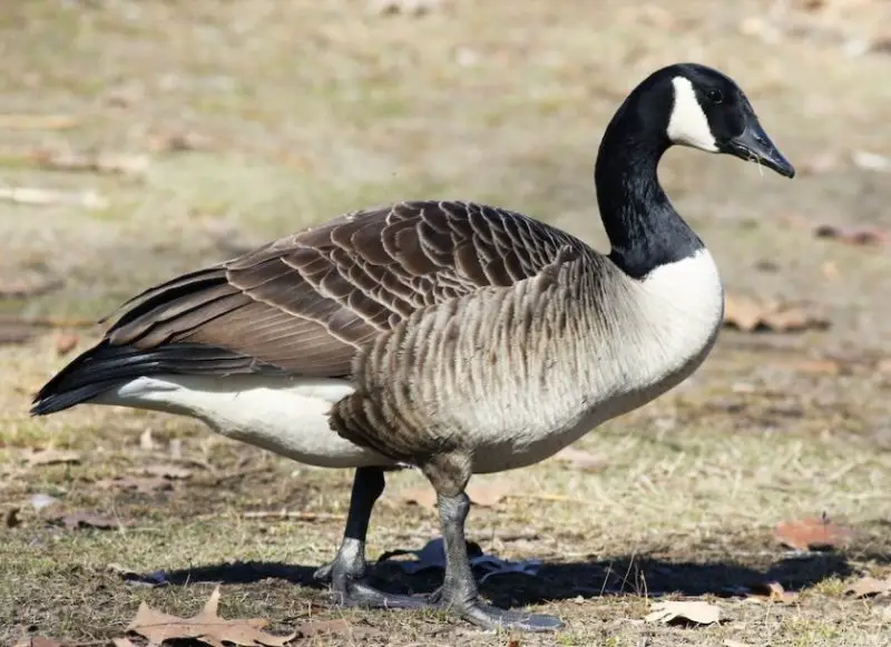 Geese in Oregon