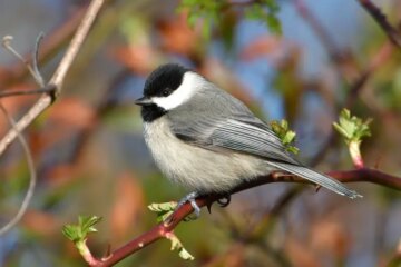 22 Gray Birds in Virginia (With Pictures and Identification)