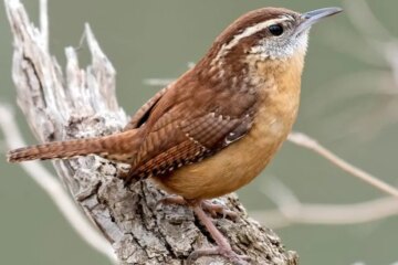 7 Types of Wrens in Georgia (With Pictures and Identification)