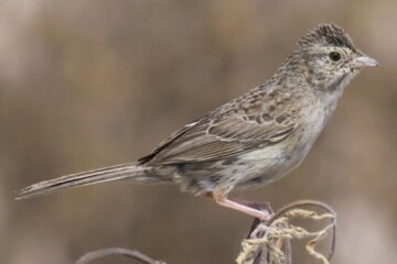 29 Species of Sparrows in Nebraska (Pictures and Identification)