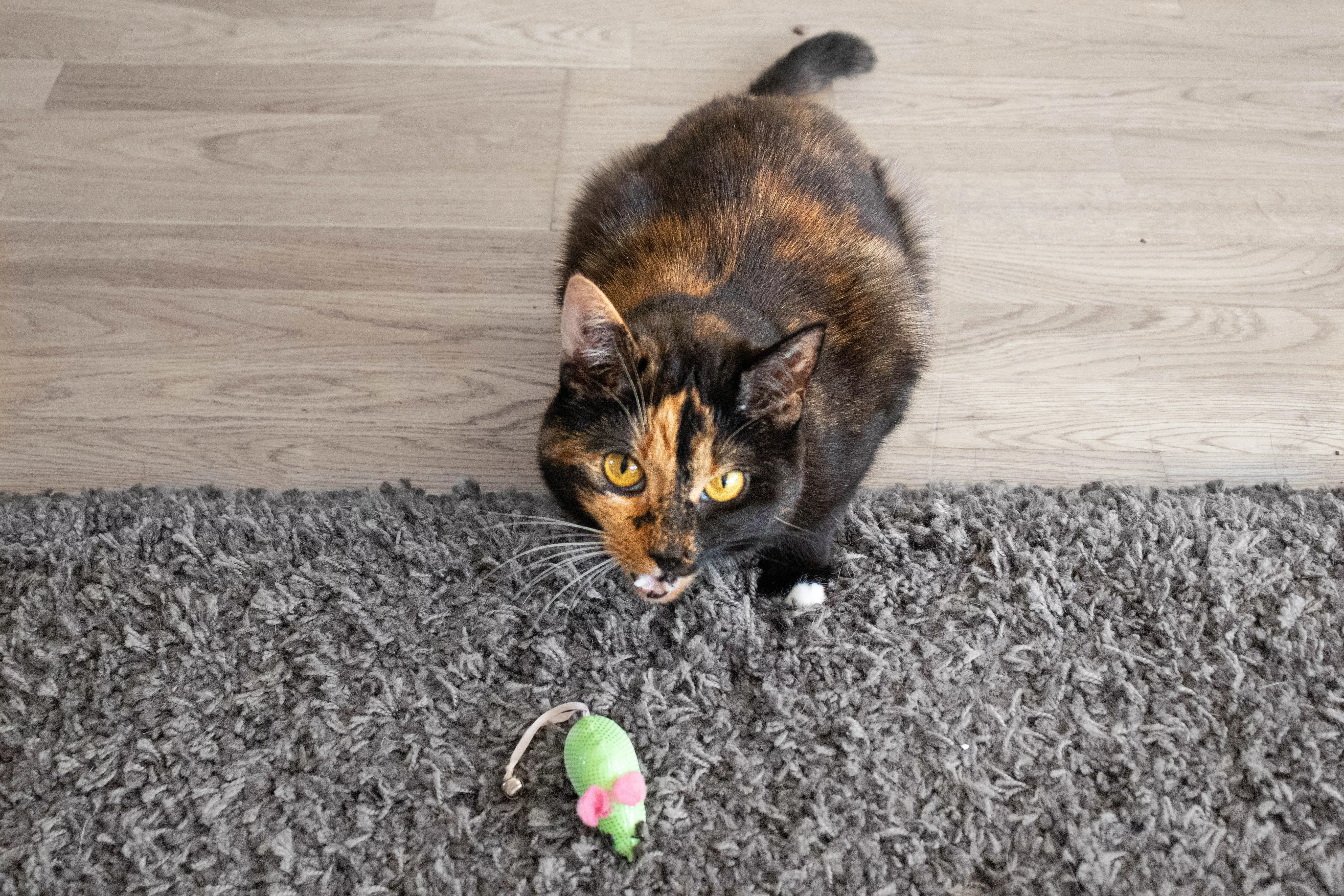 Orange and black cat behind a green toy mouse on gray rug