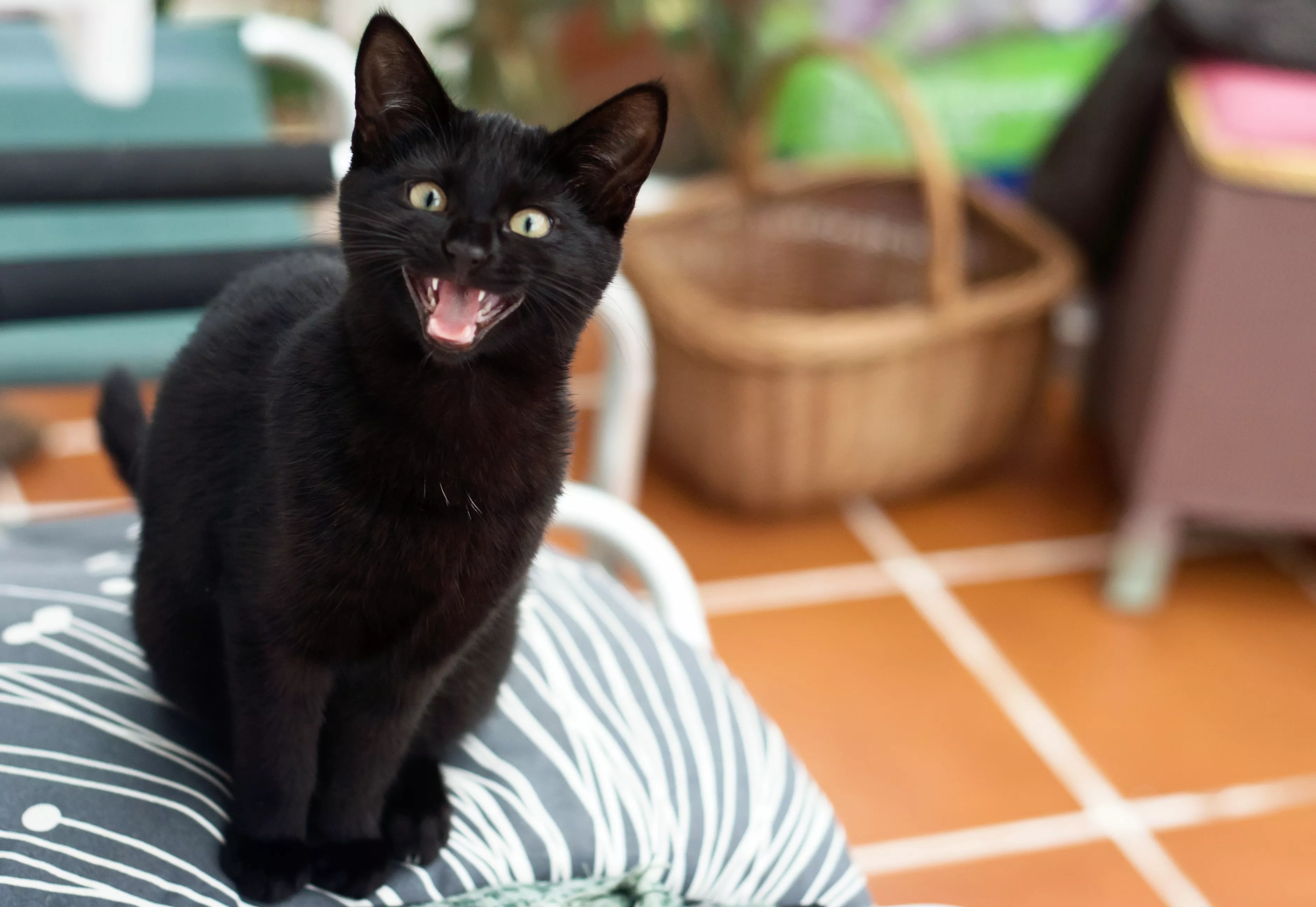 Black cat meowing