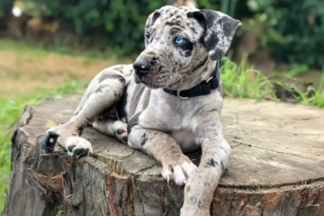 Catahoula Leopard Dog: The Ultimate Guide to This Unique Breed