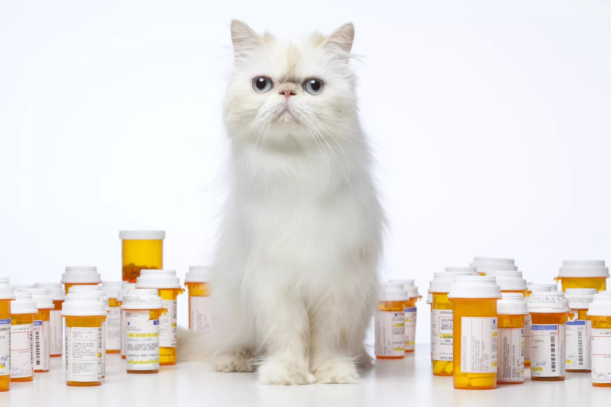Persian cat sitting with several pill vials