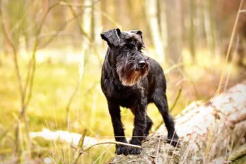 7 Bearded Dog Breeds: Meet the Most Charming Canine Companions