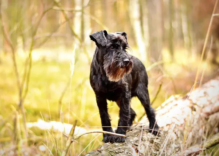 Smartest Dog Breeds — Miniature Schnauzer
