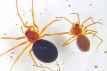 20 Red Spiders in California with Pictures and Identification
