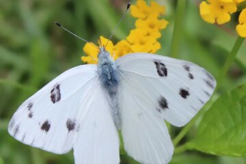 22 Types of Black and White Butterflies (With Pictures)