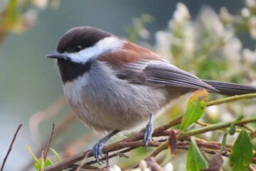 32 Small Birds in Oregon (With Pictures and Identification)