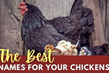 1500+ Best Chicken Names